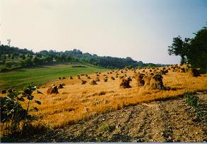 farmland1.jpg